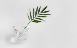 Minimalist style | Palm leaf in cup of water