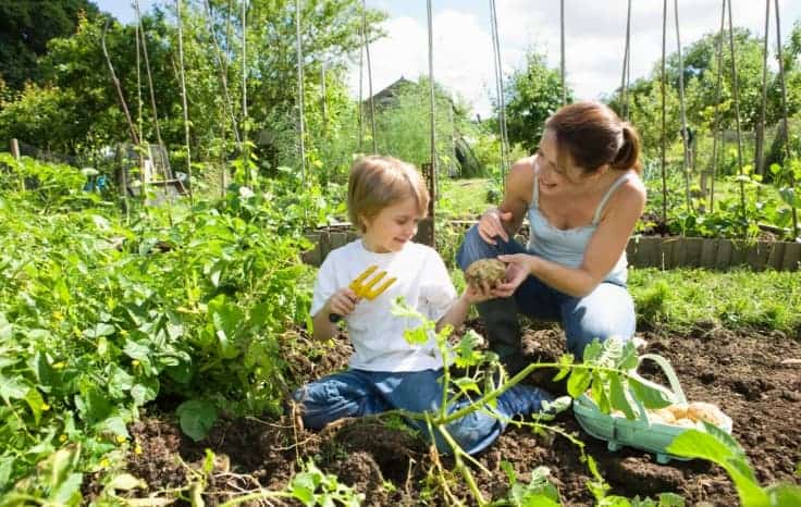 Plant a garden as a summer activity with kids