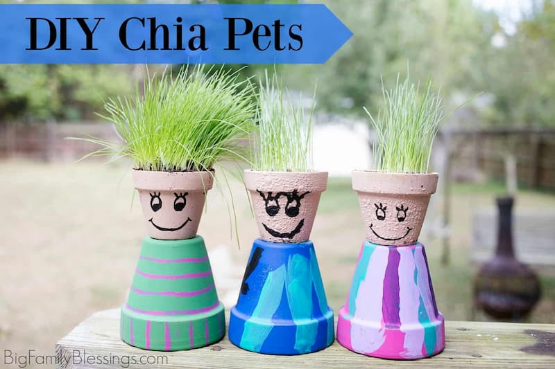 DIY Chia Pets