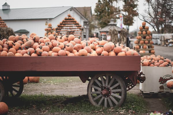 wagon with pumpkin at a pumpkin patch